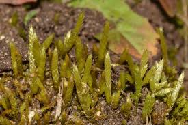 Attēlu rezultāti vaicājumam “Brachythecium albicans”