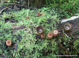 Attēlu rezultāti vaicājumam “Cyathus striatus”