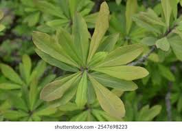 Attēlu rezultāti vaicājumam “Daphne mezereum leaf”