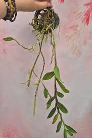 Attēlu rezultāti vaicājumam “Diderma montanum var. album stalked”