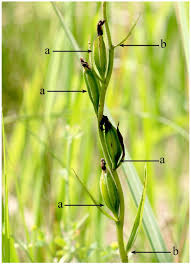 Attēlu rezultāti vaicājumam “Cephalanthera rubra bud”