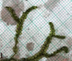 Attēlu rezultāti vaicājumam “Jamesoniella autumnalis”