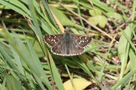 Attēlu rezultāti vaicājumam “Pyrgus serratulae”