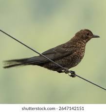 Attēlu rezultāti vaicājumam “Turdus merula juvenile”