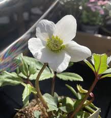 Attēlu rezultāti vaicājumam “Helleborus niger flower”