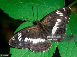 Attēlu rezultāti vaicājumam “Limenitis camilla”