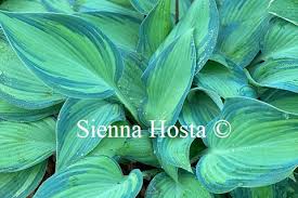 Attēlu rezultāti vaicājumam “Hosta sp.”