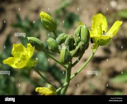 Attēlu rezultāti vaicājumam “Diplotaxis tenuifolia bud”