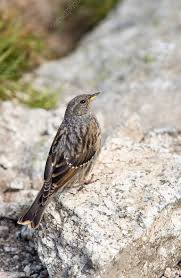 Image result for Prunella collaris