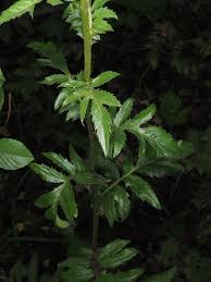 Attēlu rezultāti vaicājumam “Serratula tinctoria”