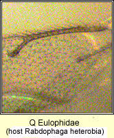 Attēlu rezultāti vaicājumam “Rabdophaga heterobia”