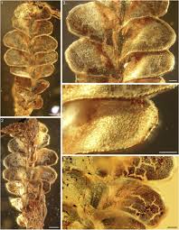 Attēlu rezultāti vaicājumam “Jungermannia hyalina cells”