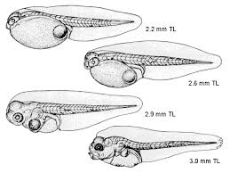 Image result for Pogonias cromis