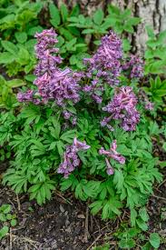 Attēlu rezultāti vaicājumam “Corydalis cava flower”