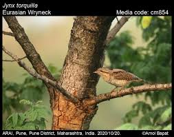 Attēlu rezultāti vaicājumam “Jynx torquilla”