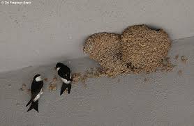 Attēlu rezultāti vaicājumam “Delichon urbicum nest”