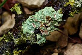 Attēlu rezultāti vaicājumam “Punctelia subrudecta”