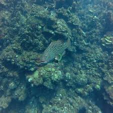 Image result for Mycteroperca venenosa