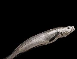 Image result for Merluccius merluccius