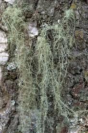 Attēlu rezultāti vaicājumam “Usnea filipendula”
