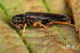 Attēlu rezultāti vaicājumam “Hylecoetus dermestoides”