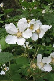 Attēlu rezultāti vaicājumam “Rubus parviflorus”