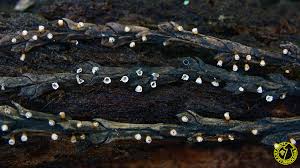 Attēlu rezultāti vaicājumam “Craterium leucocephalum”