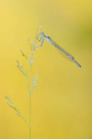 Attēlu rezultāti vaicājumam “Platycnemis pennipes male”