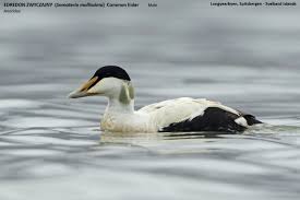 Attēlu rezultāti vaicājumam “Somateria mollissima juvenile”