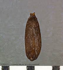 Attēlu rezultāti vaicājumam “Cynosurus cristatus fruit”