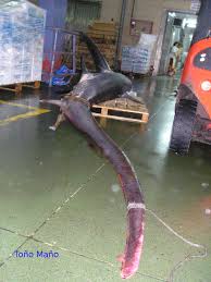 Image result for Alopias vulpinus