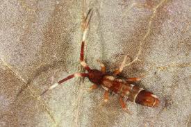 Attēlu rezultāti vaicājumam “Orchesella flavescens”