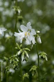 Attēlu rezultāti vaicājumam “Polemonium caeruleum”