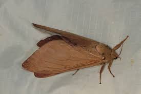 Attēlu rezultāti vaicājumam “Hepialidae”