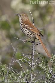 Image result for Toxostoma rufum