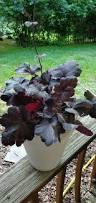 Image result for Heuchera `Midnight Rose`