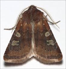 Attēlu rezultāti vaicājumam “Cerastis leucographa”