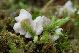 Attēlu rezultāti vaicājumam “Arrhenia retiruga”