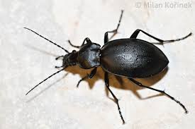 Attēlu rezultāti vaicājumam “Carabus coriaceus”