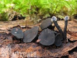 Attēlu rezultāti vaicājumam “Holwaya mucida”