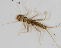 Attēlu rezultāti vaicājumam “Plecoptera”