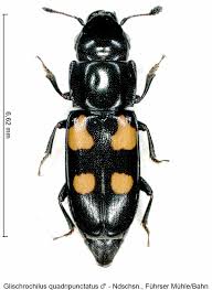 Attēlu rezultāti vaicājumam “Glischrochilus quadripunctatus”