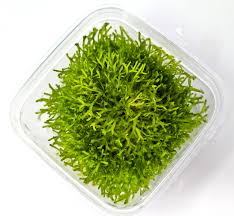 Attēlu rezultāti vaicājumam “Riccia”