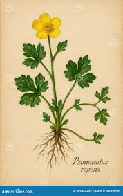 Attēlu rezultāti vaicājumam “Ranunculus repens leaf”