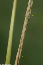 Attēlu rezultāti vaicājumam “Juncus alpinoarticulatus fruit”
