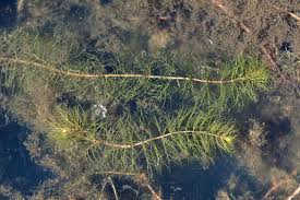 Attēlu rezultāti vaicājumam “Myriophyllum alterniflorum”