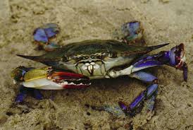 Image result for Callinectes sapidus