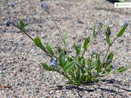 Attēlu rezultāti vaicājumam “Myosotis stricta”