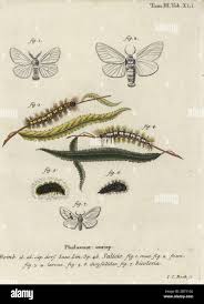 Attēlu rezultāti vaicājumam “Leucodonta bicoloria imago”