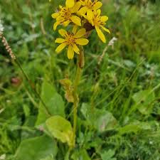 Attēlu rezultāti vaicājumam “Ligularia sibirica”